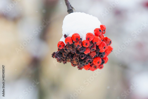 Red berries of the mountain ash covered with snow in winter. Sorbus aucuparia, rowan red berries photo