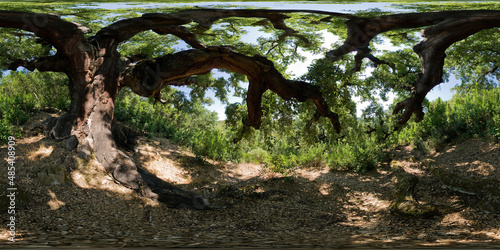 Cork oak forest in Las Medulas of Leon photo