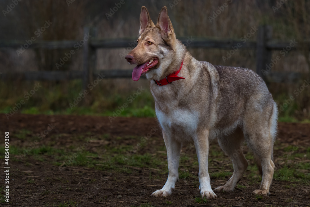 2022-02-06 A LIGHT TAN GERMAN SHEPARD WITH A RED COLLAR STANDING IN A OPEN FIELD WITH A BLURRY BACKGROUND AT THE OFF LEASH PARK IN REDMOND WASHINGTON