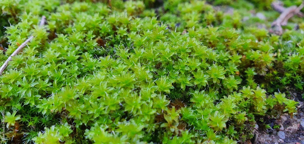 green moss background green moss background