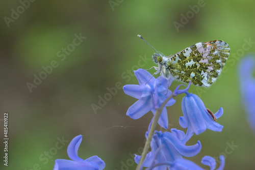 butterfly on purple flower