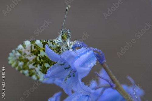 forget me not butterfly