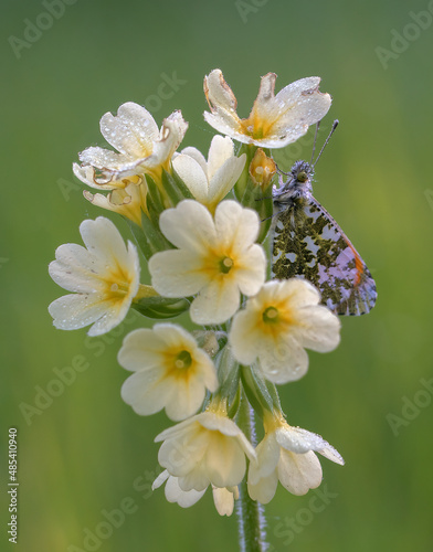 butterfly in the morning