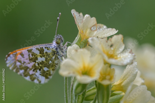 butterfly on yellow flower