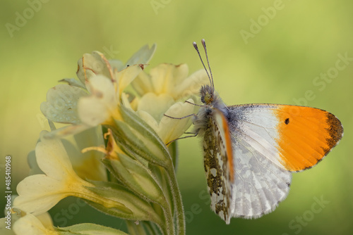 butterfly on flower