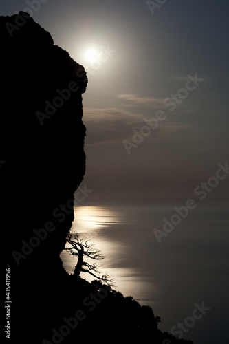 silhouette of a pine tree over the sea