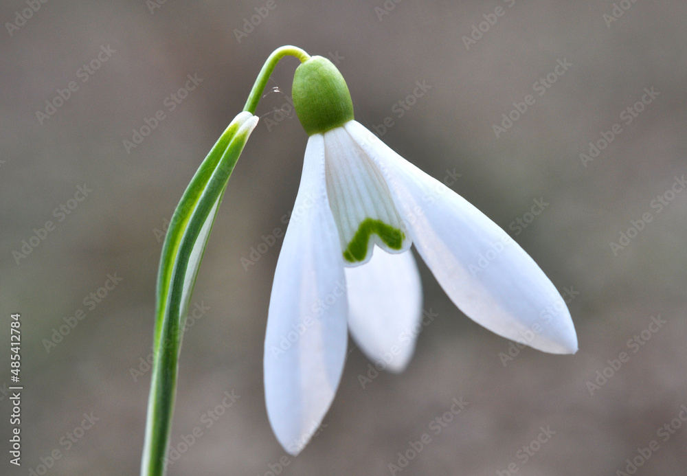 In the forest in spring snowdrops (Galanthus nivalis) bloom In the forest in spring snowdrops (Galanthus nivalis) bloom