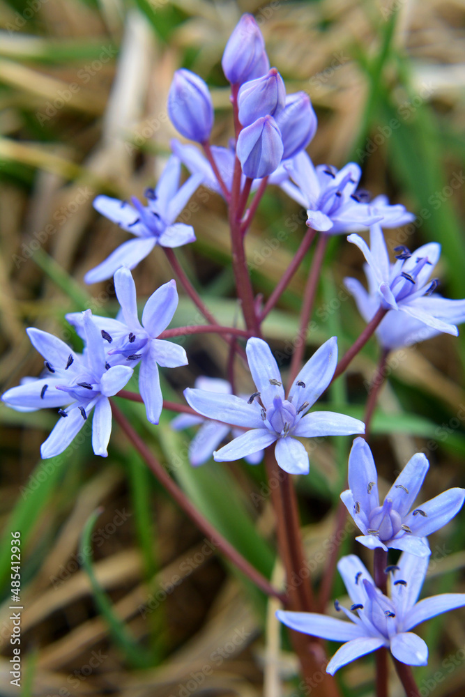 In the spring in the forest blooms snowdrop bifoliate (Scilla bifolia). In the spring in the forest blooms snowdrop bifoliate (Scilla bifolia).