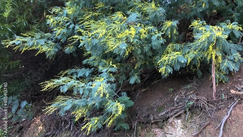 Beginning of mimosa tree blooming in spring