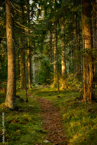 path in green forest