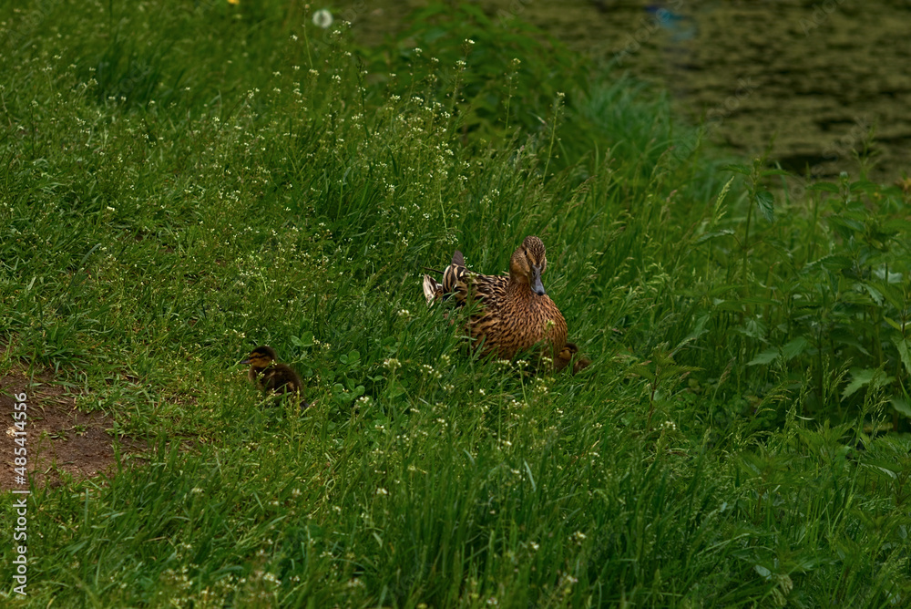 _DSC20150529B48 _DSC20150529B48