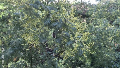 Branch of mimosa, young shoots, beginning of blooming in spring