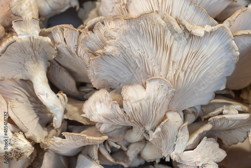 Mushrooms in the market. Delicious, organic and fresh mushroom. Top view, flat lay.