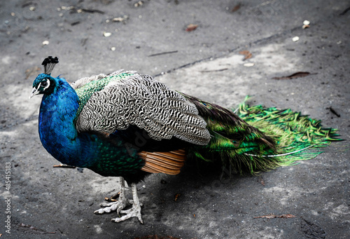 peacock with feathers