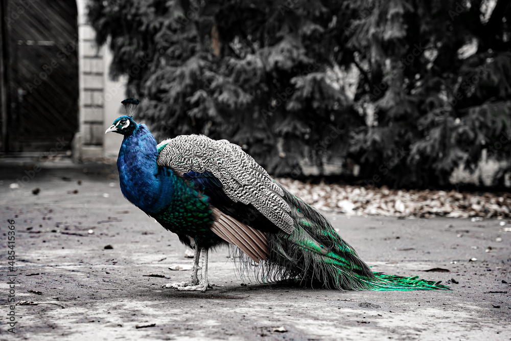peacock with feathers peacock with feathers