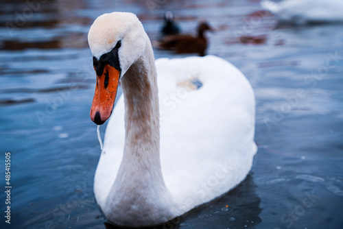 mute swan cygnus olor
