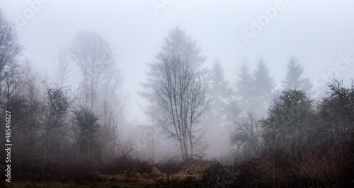 Canadian rain forest with green trees. Early morning fog in winter season. Tynehead Park in Surrey  Vancouver  British Columbia  Canada. Dark Artistic Nature Background
