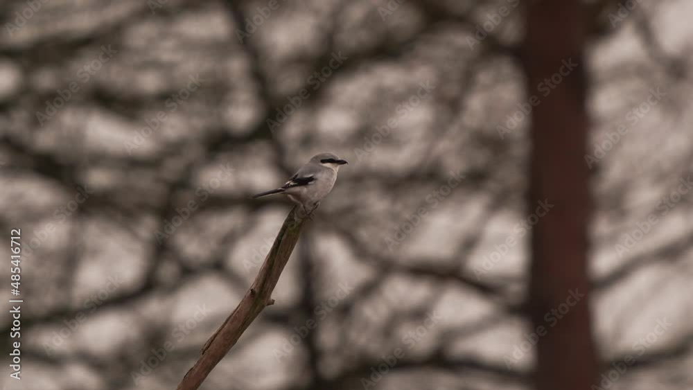 Great Grey Shrike (Lanius excubitor) on a branche Great Grey Shrike (Lanius excubitor) on a branche