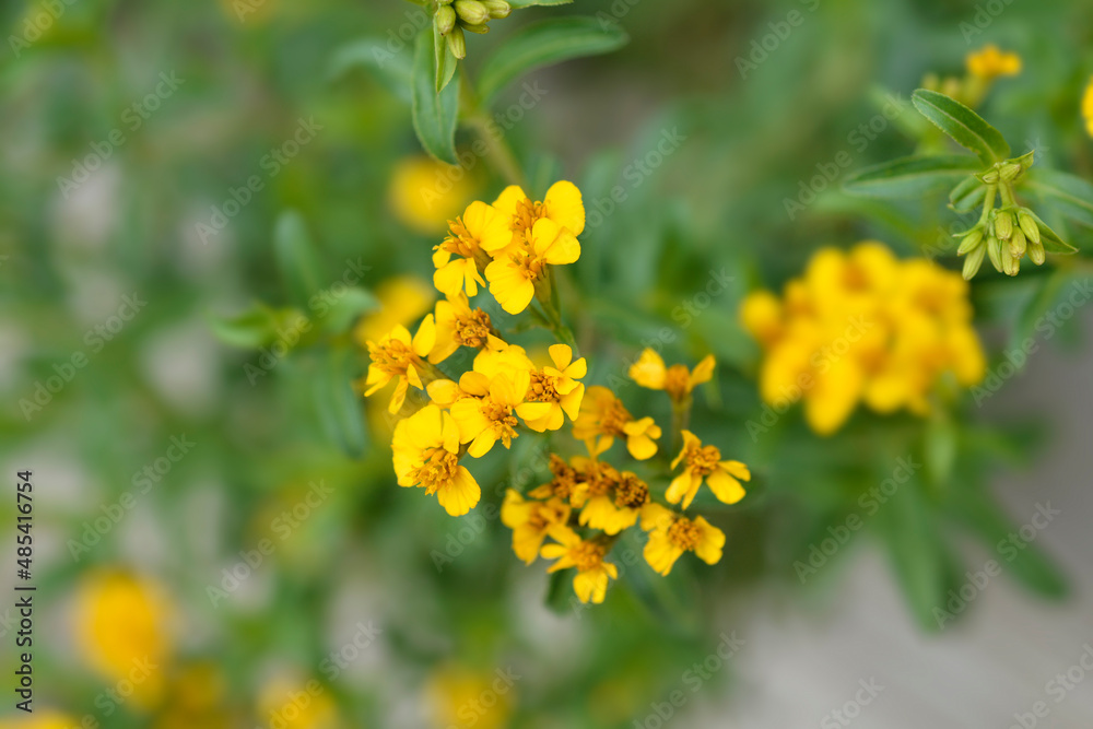 Mexican marigold Mexican marigold