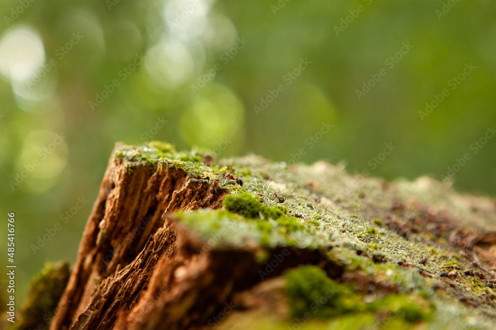 An anthill is being built on the old foam in the forest. An anthill is being built on the old foam in the forest.