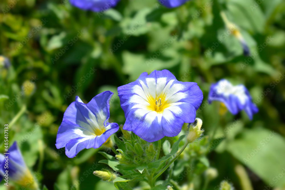 Dwarf Morning Glory Dwarf Morning Glory
