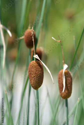 Canvas-taulu Dwarf bulrush