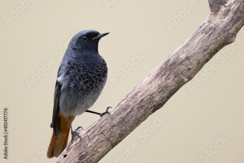 Male black redstart - Phoenicurus ochruros photo