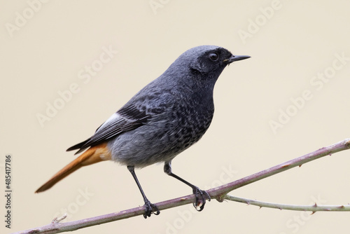 Male black redstart - Phoenicurus ochruros © vinx83