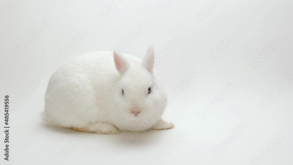 A fluffy cute rabbit lies on a white background, sniffing and licking everything A fluffy cute rabbit lies on a white background, sniffing and licking everything