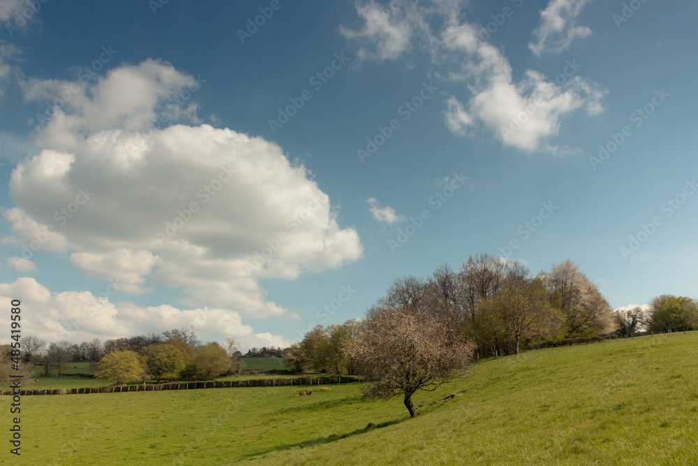Fototapeta premium paysage de campagne dans le Brionnais en Saône-et-Loire en France au printemps