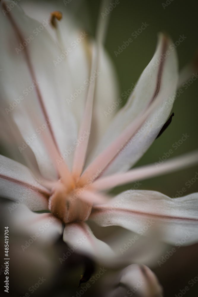 Fototapeta premium Flor blanca white flower 01