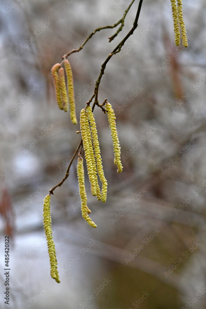 European black alder // Schwarzerle, Schwarze Erle (Alnus glutinosa) European black alder // Schwarzerle, Schwarze Erle (Alnus glutinosa)