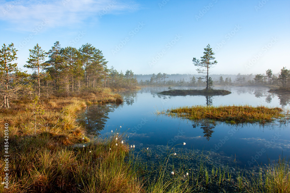 Beautiful early morning view of bog pond with a tree on an island in Estonian nature Beautiful early morning view of bog pond with a tree on an island in Estonian nature