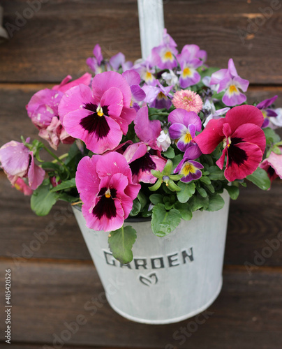 Wallpaper Mural colorful pansies and horned violets in flower pot blooming in spring Torontodigital.ca