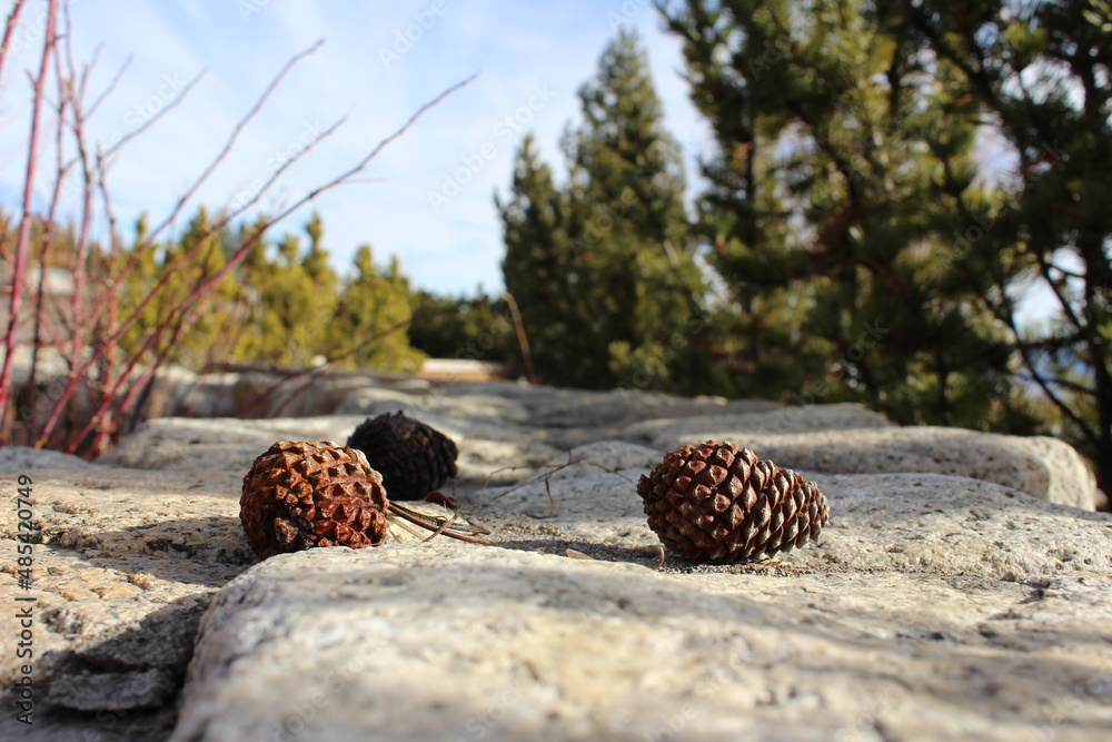 Pine Cones and Forest Pine Cones and Forest