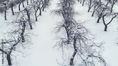 Apple trees in the snow in the winter garden are planted in several rows. Drone video