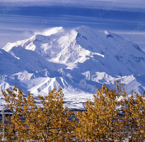 Denali & balsam poplars after fall snowstorm;  Denali National Park;  Alaska