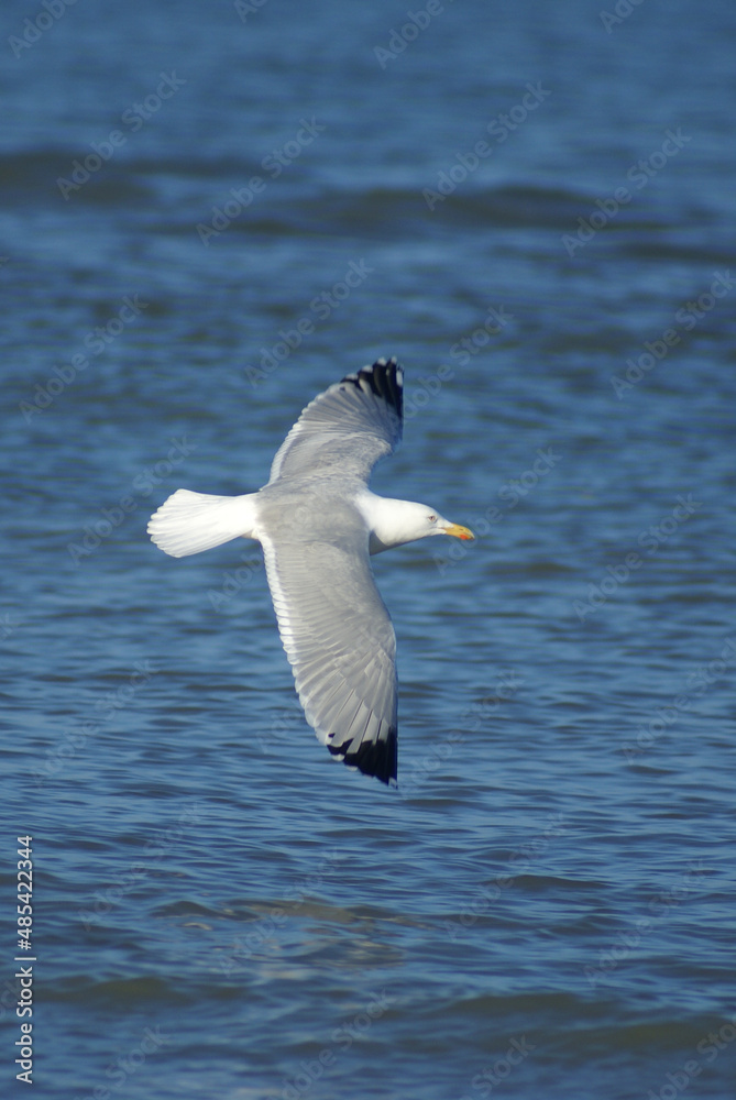 Fototapeta premium Silbermöwe am Meer