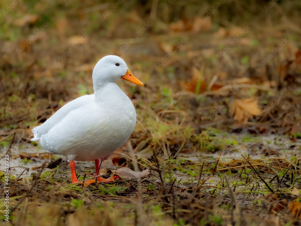 White duck stands in front of the puddle White duck stands in front of the puddle