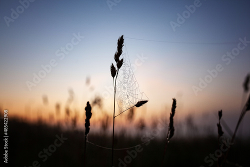 dawn in the field