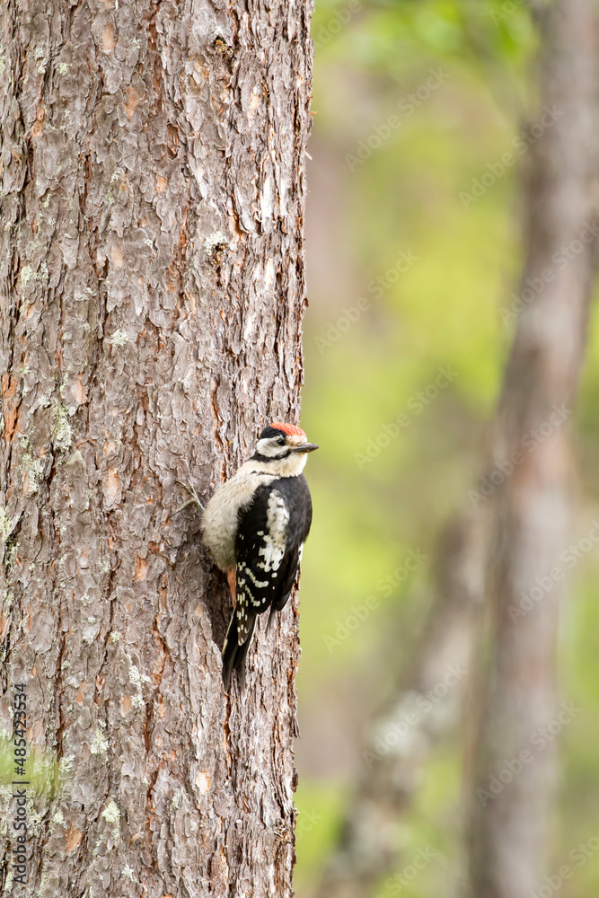 Great spotted woodpecker, Dendrocopos major on a pine trunk in the forest Great spotted woodpecker, Dendrocopos major on a pine trunk in the forest