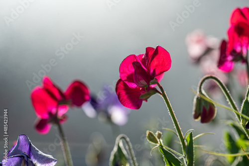 Fototapeta Naklejka Na Ścianę i Meble -  Colorful sweet pea flowers in summer.