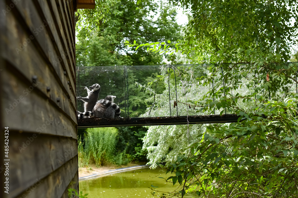 Naklejka premium Lemury