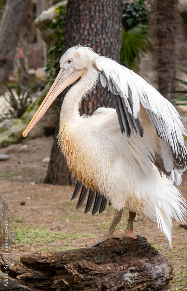 Dalmatian pelican is cleaning and drying feathers, big white bird close up Dalmatian pelican is cleaning and drying feathers, big white bird close up