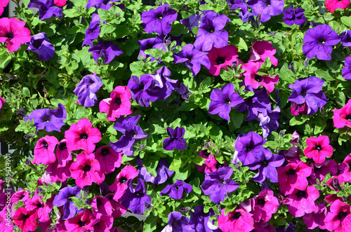 pink and purple petunia flowers  floral background