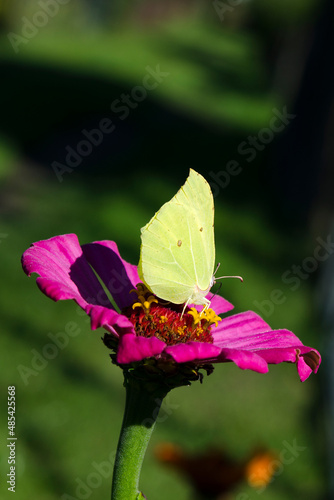 macro image of a yellow butterfly on a pink flower zinnia