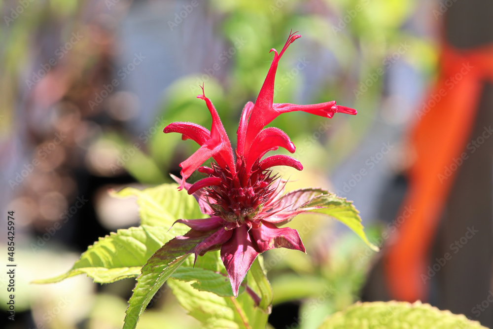 Closeup view of the red petals on a beebalm plant Closeup view of the red petals on a beebalm plant