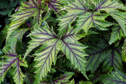 Closeup of the green and purple leaves on a dropwort plant photo