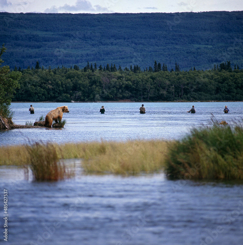 Brown bear (Ursus arctus) watching men fish for salmon in Naknek Lake;  Katmai National Park;  Alaska
 photo