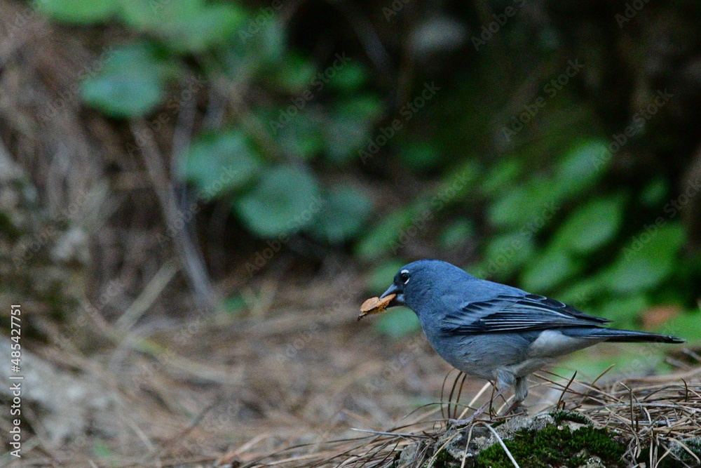 Obraz premium PINZÓN AZUL